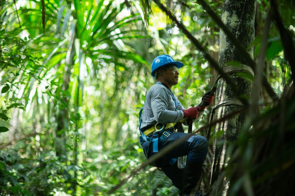 Climbing Palm Tress: Sustainable Aguaje and Unguragui Harvesting -  Profonanpe