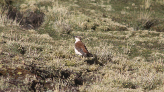 Cinclodes palliatus | Photo: Jordan Riofano - CIAM