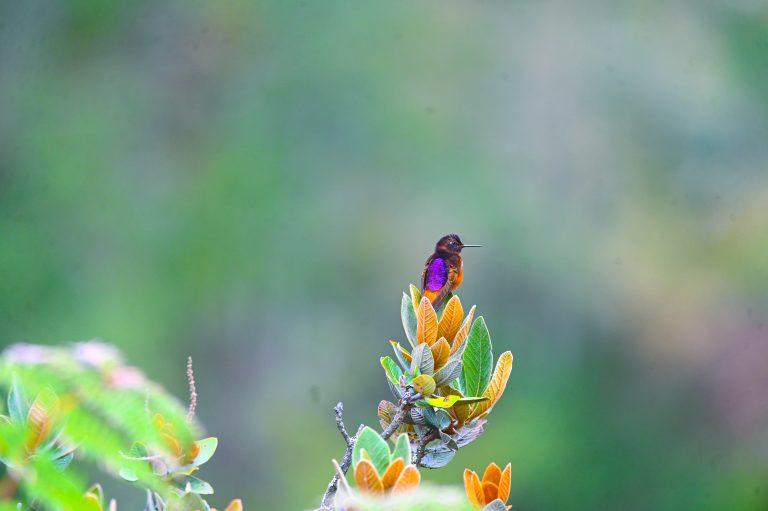 Photograph of a type of bird, the Chestnut-backed Sunbird (Aglaeactis castelnaudii)