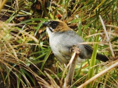 Black-spectacled Bushbird (Atlapetes melanopsis), a bird endemic to Peru whose range is restricted to the eastern Andes in the center of the country, including the Mayunmarca Cloud Forest National Conservation Area proposal.  