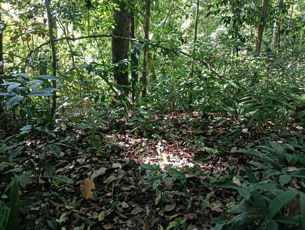 Amazonian forest with dense vegetation within the proposed project area. Photo: Jofre Torres