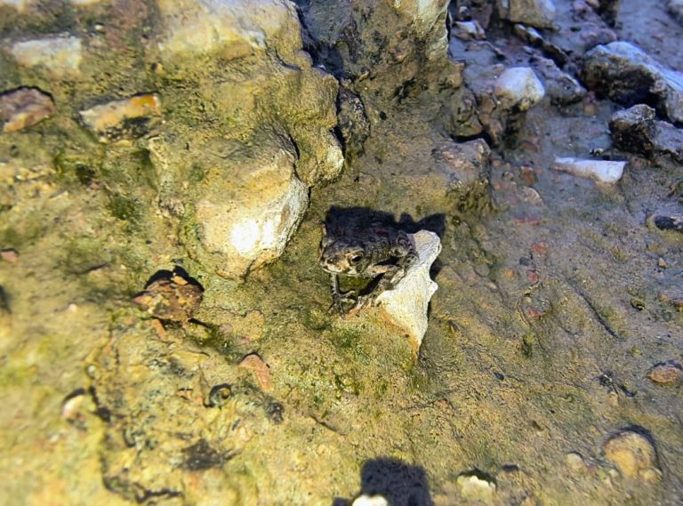 A specimen of Rhinella marina, known as the giant toad or marine toad, rests on rocky, damp ground. Photo: Jofre Torres