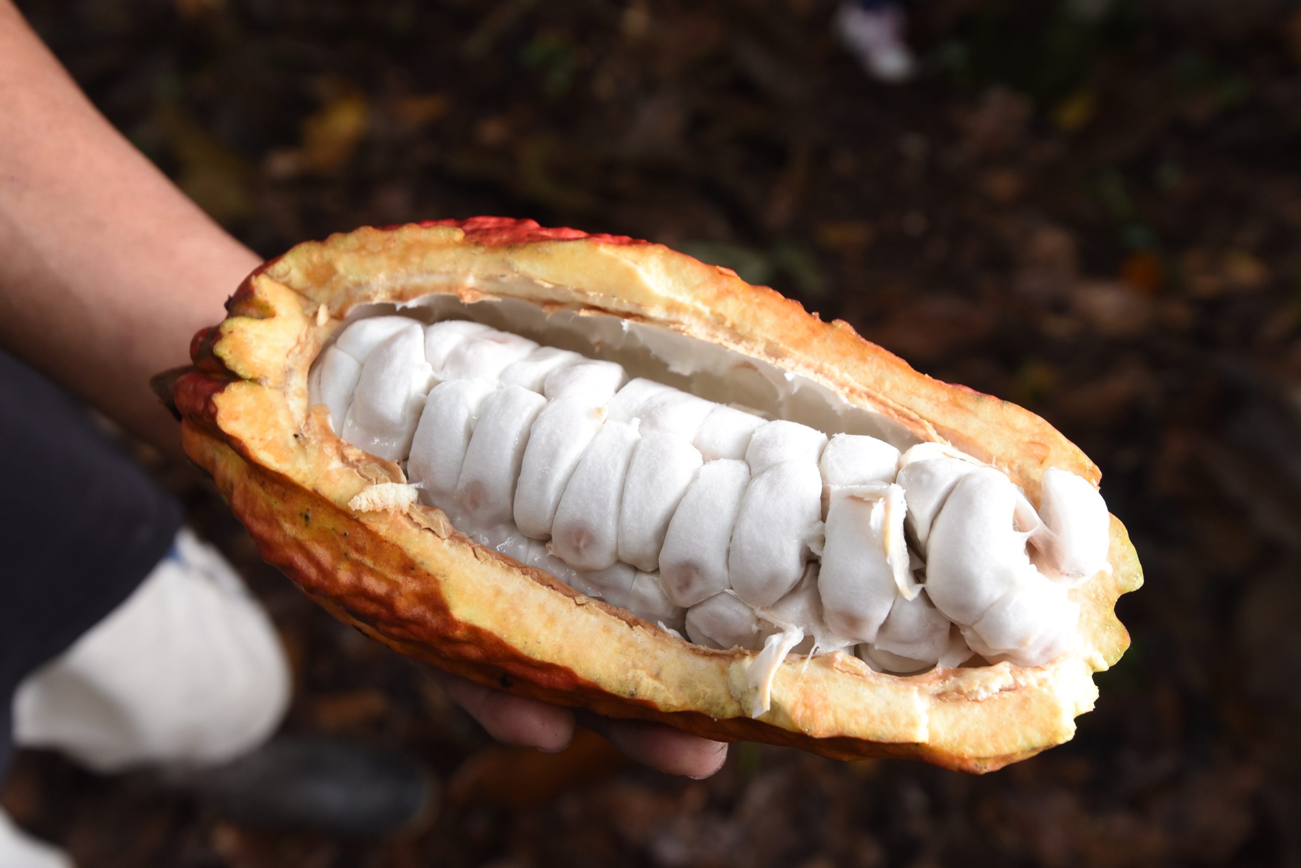 Cacao – Sancore Yanesha