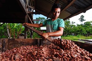 Cacao – Sancore Yanesha