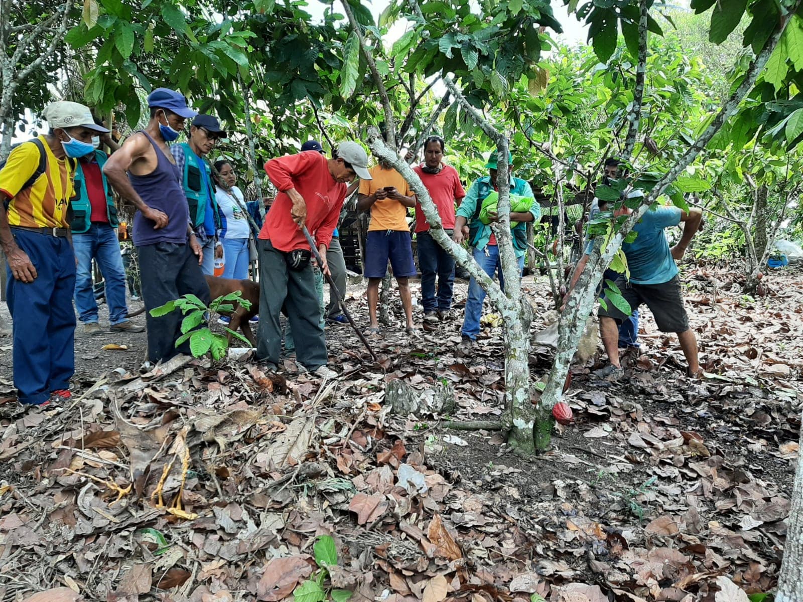 Fomento de la cadena de valor del cacao, de forma sostenible, en áreas colindantes a la zona de amortiguamiento del Parque Nacional del Río Abiseo