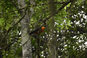 Entre las copas de los árboles: turismo de aventura y birdwatching