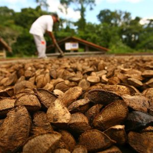 Promoción y acondicionamiento de resiliencia para la Asociación de Castañeros de la Reserva de Tambopata “Los Pioneros” (ASCART), para el aprovechamiento sostenible del fruto del árbol de castaña.