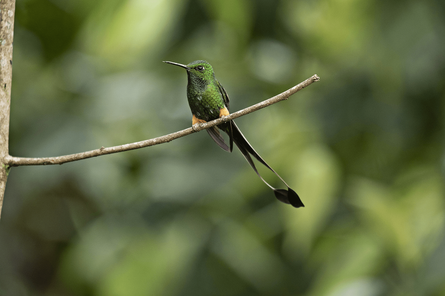 Las áreas naturales protegidas son el hábitat del 95 % de las especies de aves del Perú. La conservación de sus ecosistemas asegura la vida de esta y más especies. En la foto, un colibrí del Bosque de Protección Alto Mayo (San Martín).