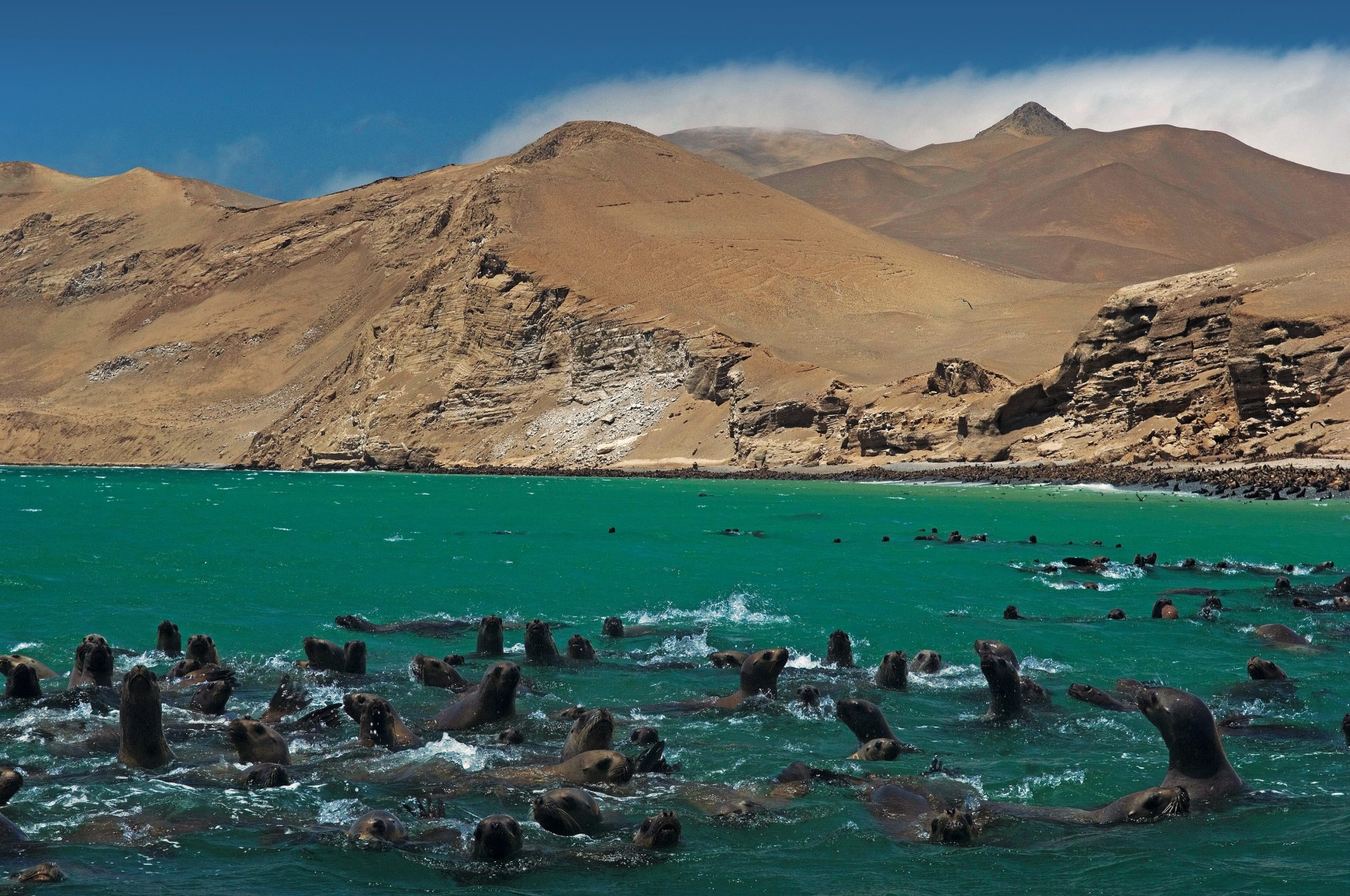  Sea lions on one of the shores of the Paracas National Reserve.
