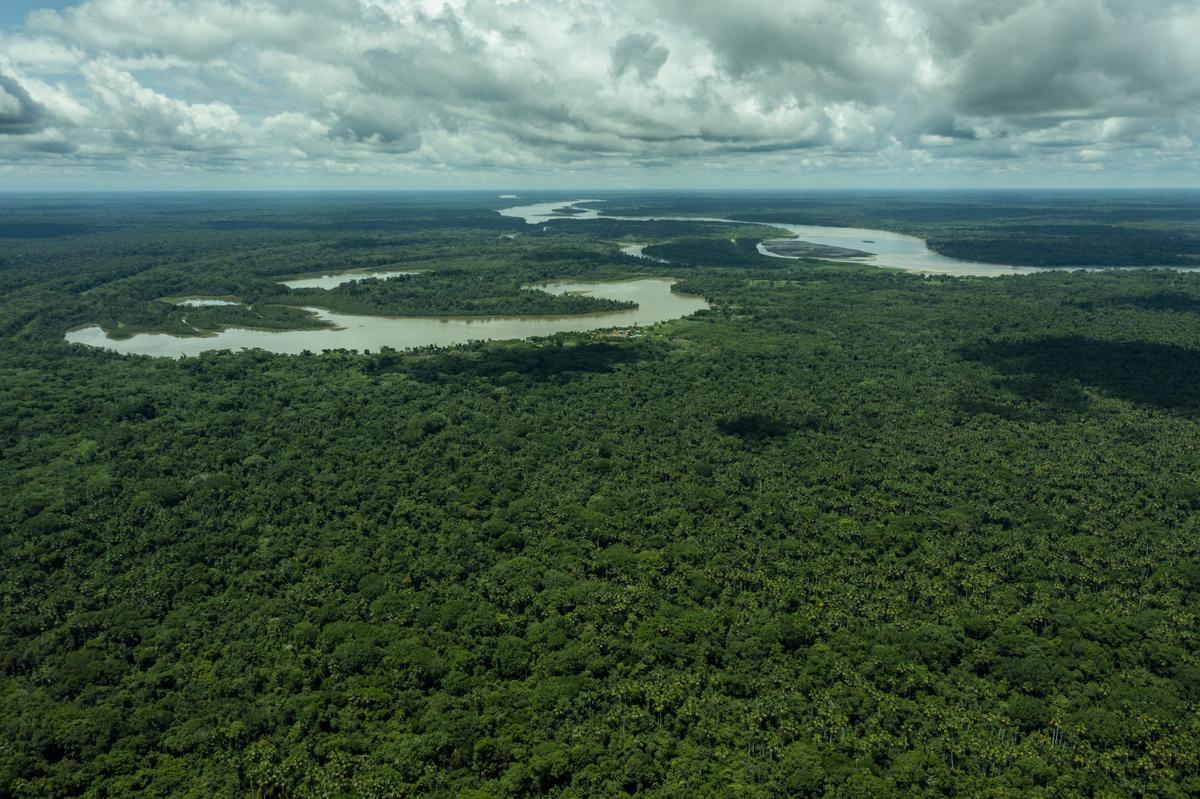 Bosques Amazónicos - ASL2