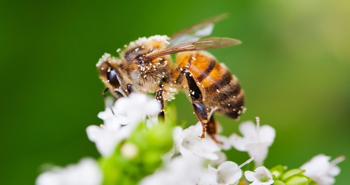 abeja