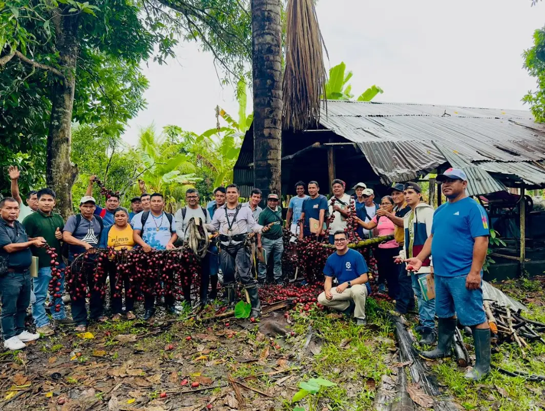 Participantes del taller de escalamiento para cosechar aguaje de forma sostenible.