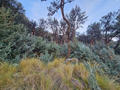 Bosques de queñua en el ámbito de la propuesta del ACR Rontoccocha, ecosistemas clave para la regulación hídrica - © IDMA