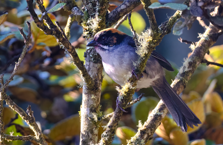 “Black-spectacled scrub-hawk (Atlapetes melanopsis)” Photo: Jonathan Chancasana Villacorta