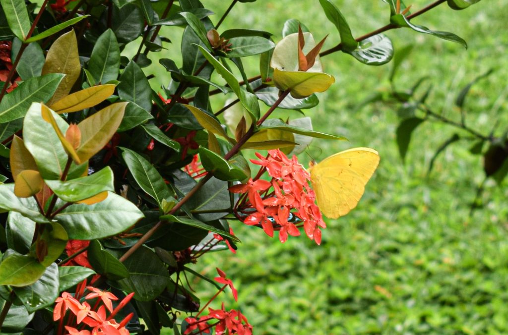 Butterfly perched on a flower, one of the most prominent groups of pollinating insects.