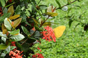 Mariposa posada en una flor, uno de los grupos más destacados de insectos polinizadores