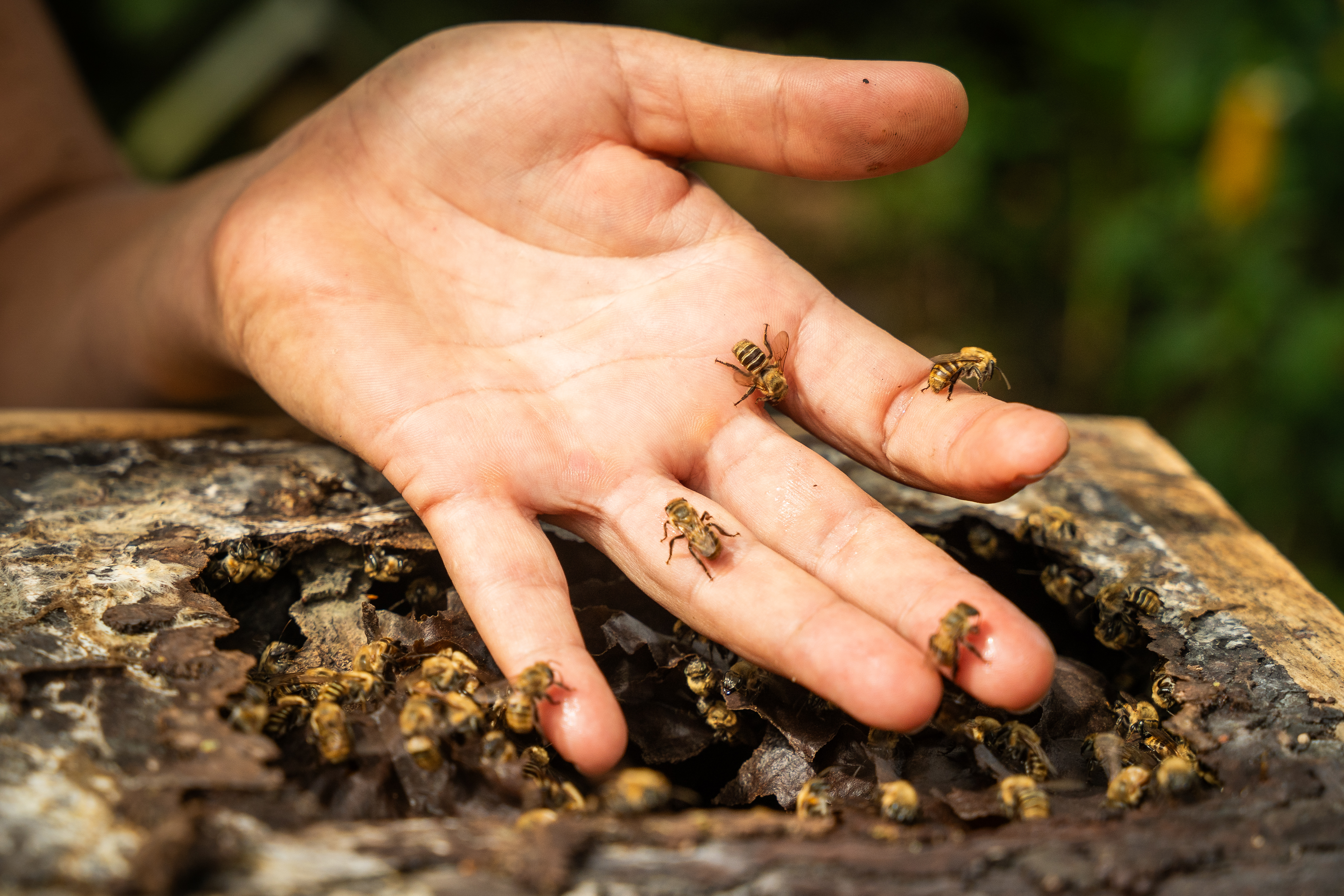 Abejas nativas sin aguijón