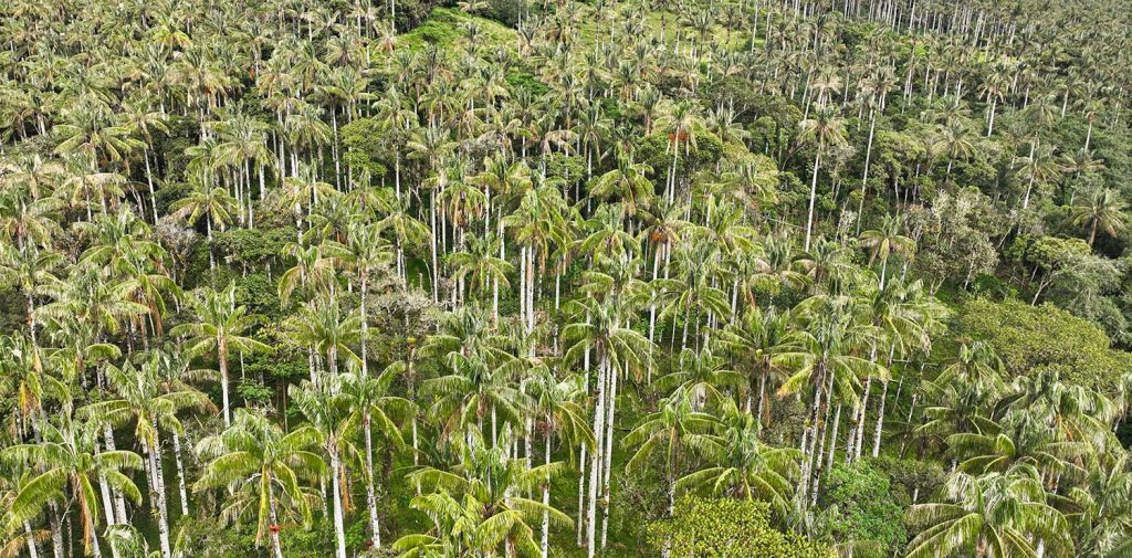 Área de Conservación Privada Bosque de Palmeras de la Comunidad Campesina Taulia - Molinopampa.