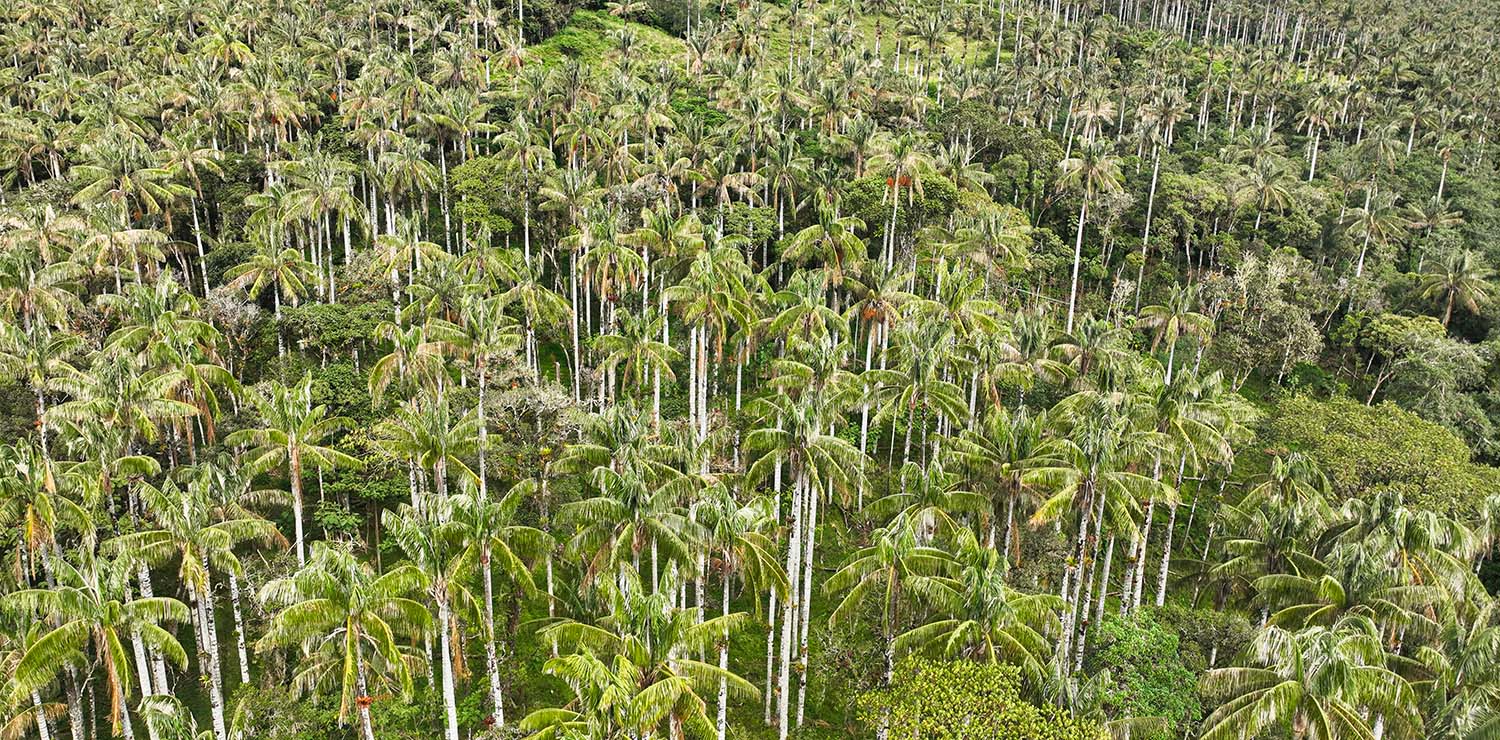 Área de Conservación Privada Bosque de Palmeras de la Comunidad Campesina Taulia - Molinopampa.