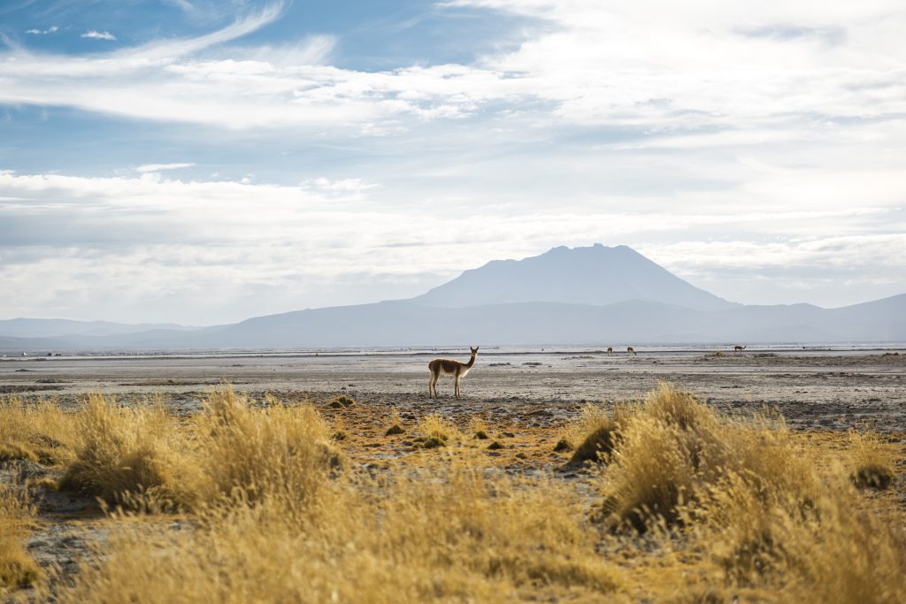 En la Reserva Nacional Salinas y Aguada Blanca en Arequipa y su zona de amortiguamiento, se implementan 4 iniciativas del Fondo Concursable Puna. 