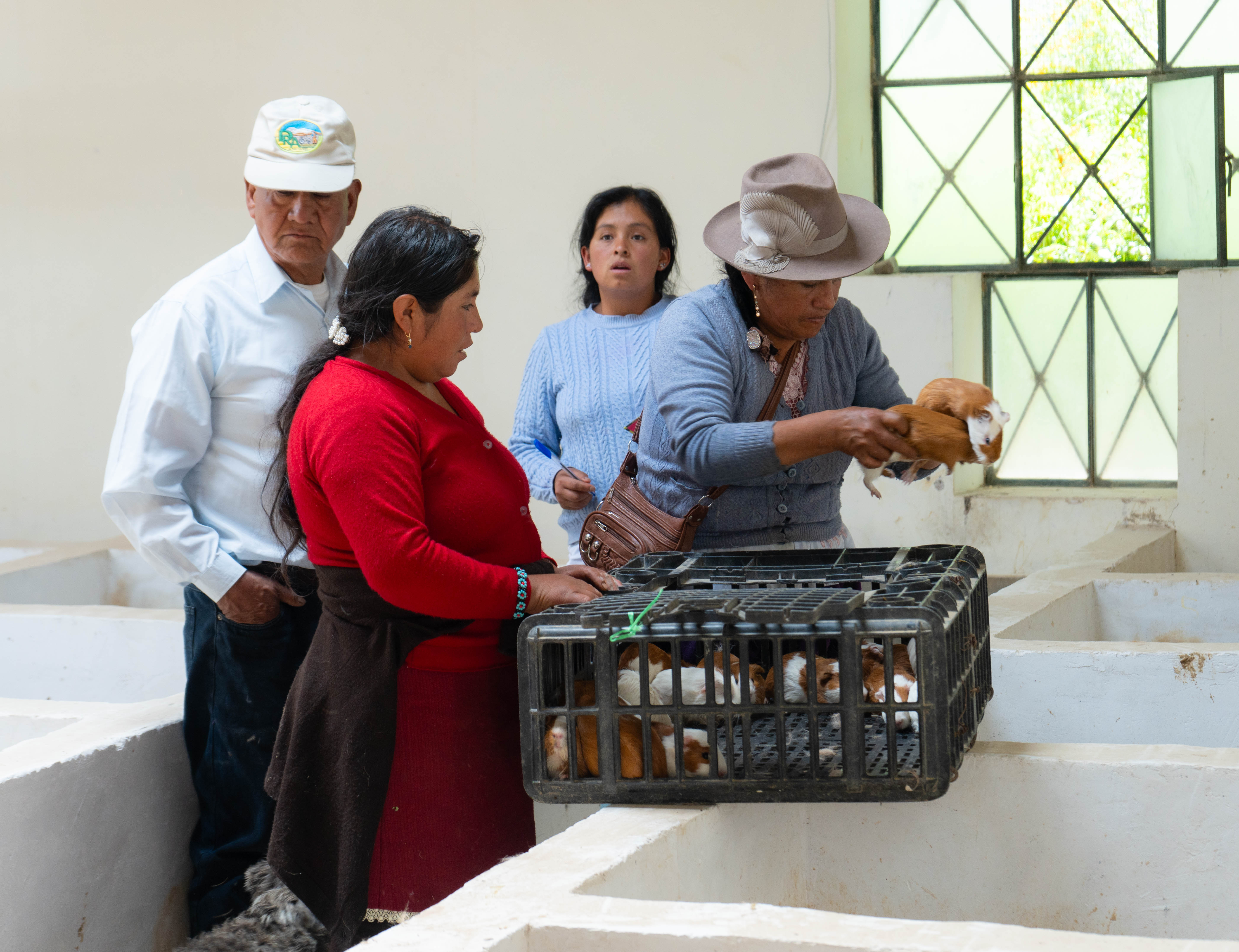 Integrantes de la Asociación La Nueva Generación durante la compra de cuyes en el sector de Tauripampa, distrito de Pira. Foto: Instituto de Montaña.