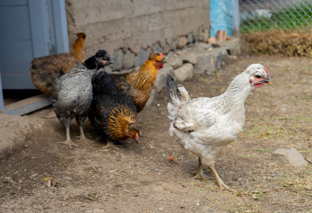 Gallinas adquiridas como parte del emprendimiento “Crianza de gallinas de doble propósito que alimentan y sostienen a nuestras familias”. Foto: Instituto de Montaña.