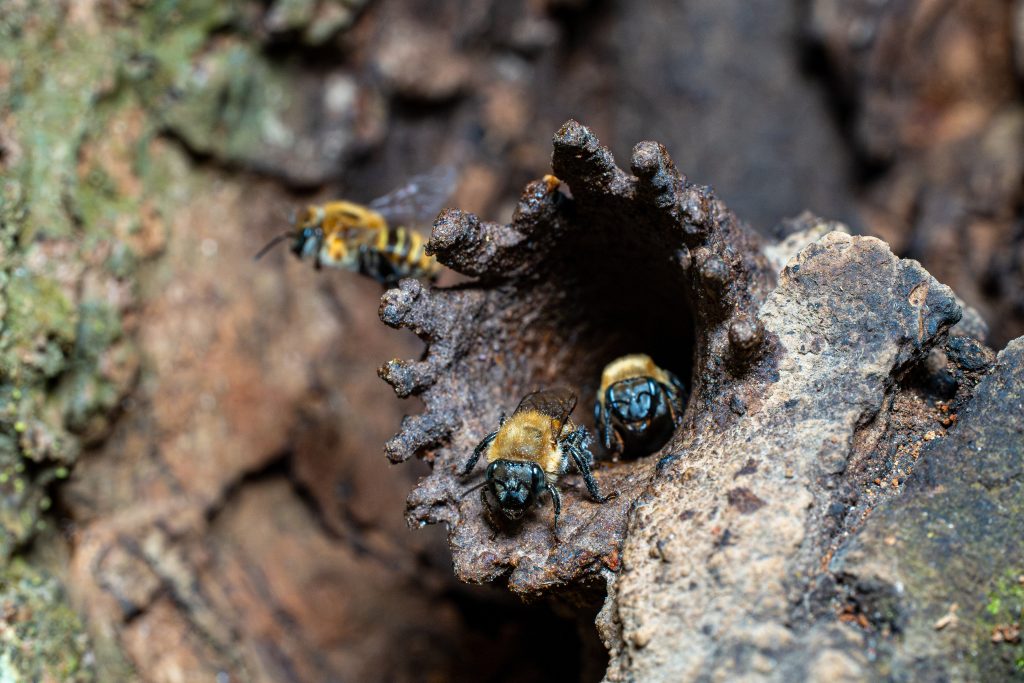 Abejas nativas sin aguijón en sitio piloto del proyecto Poli-LAC